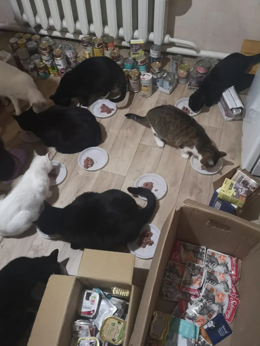 Cat food for a shelter
